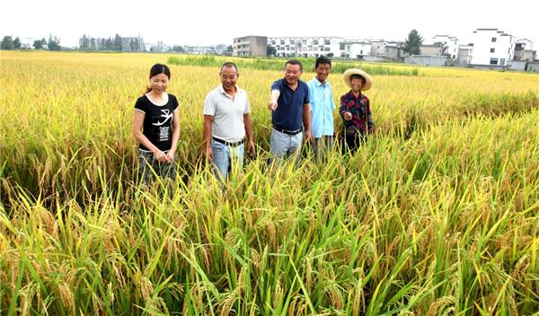 郑村镇有水稻13000亩,镇12名农技人员深入田间进行全程科技指导,发