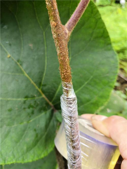 猕猴桃夏季嫁接法图解