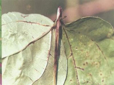 白扁豆炭疽病 白扁豆dolichoslablabl.