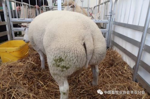 羊业分会新西兰羊业考察第四篇--十多个品种千余只顶级种羊集中亮相
