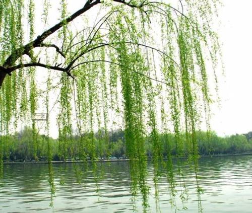 00:00 00:00  0   《春》朱自清 "吹面不寒杨柳风",不错的,像母亲的手