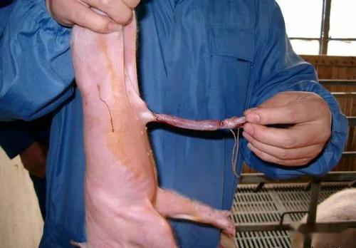 管理仔猪护理剪牙断尾阉割小细节