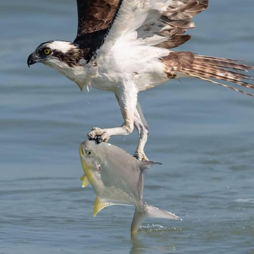 真正的鱼鹰,以捕鱼为生,可潜至水下1米追捕,常一次抓两条!