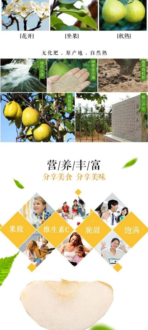 正宗羊脂秋月梨 山东莱阳梨礼盒装 日本引种非丰水梨子烟台秋月梨