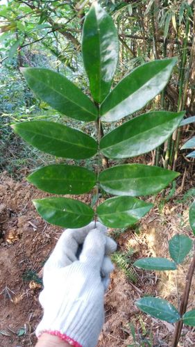 牛大力是一种贱生,易管理的豆科类植物,又名甜牛大力,山葛,大力薯