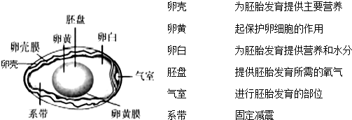 请你观察如图,将鸡卵的结构和相应的功能用线连接起来.