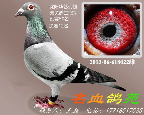 丹尼斯家族金母