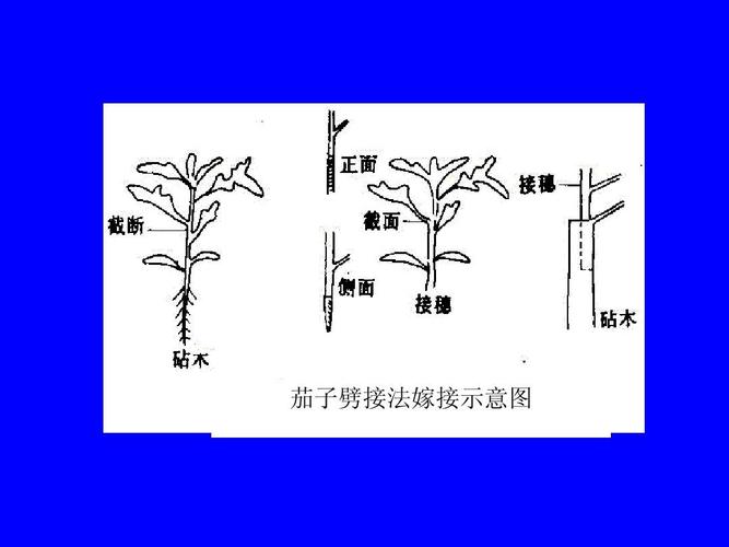 茄子劈接法嫁接示意图