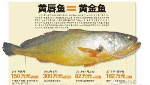 实际上,在每年的黄瓜鱼旺季,就算是一条重两三斤的黄瓜鱼,价格都要炒