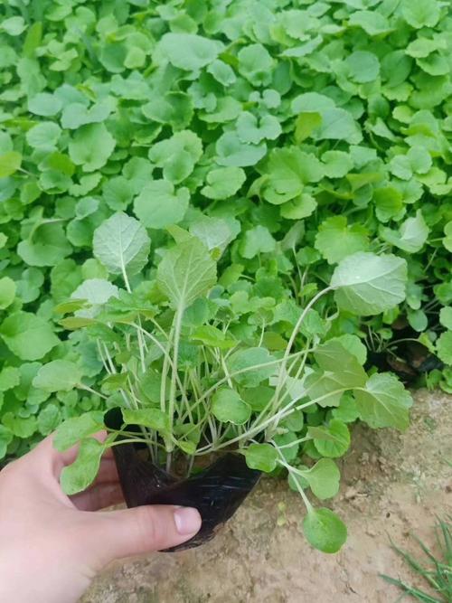 二月兰二月兰供应二月兰小苗二月兰种植基地二月