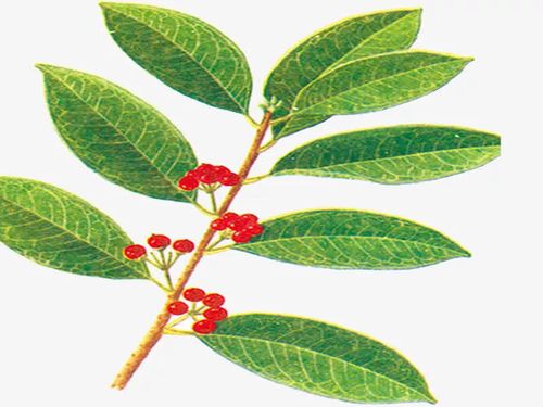 冬青叶