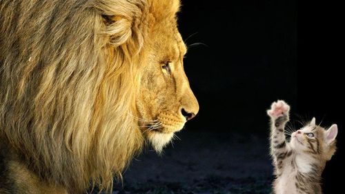 动物世界可爱猫咪高清壁纸