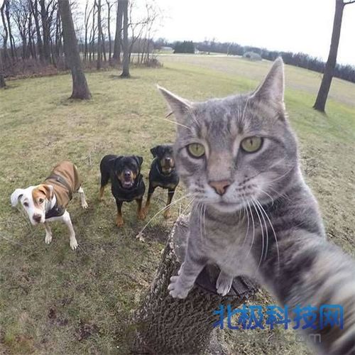 抖音猫咪自拍照片下载 抖音猫咪自拍表情包图片大全