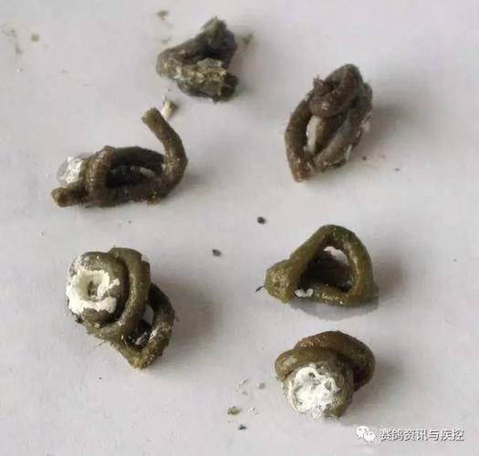 疾控| 鸽子粪便不成形怎么办?