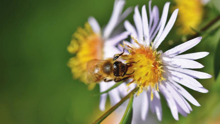 高清蜜蜂图片大全(7/10)