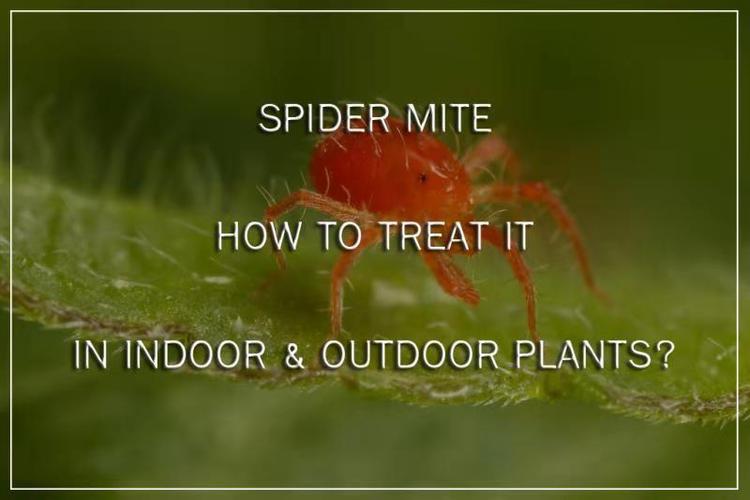 spider mite: how to treat it in indoor & outdoor