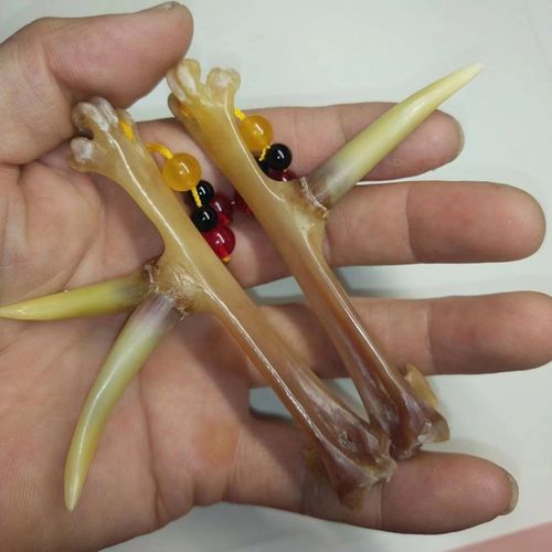 文玩鸡蹬子鸡爪骨手把件鸡蹬骨子鸡x爪骨把件老鸡拐子