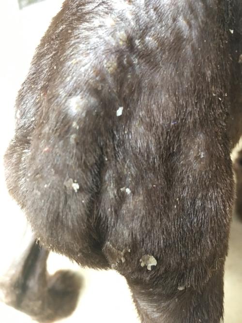 狗狗得了皮肤病 医院确诊是疥螨 全身都是年纪比较大 现在肚子上有小