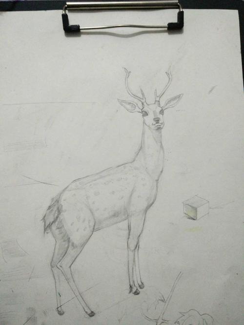 分享速写梅花鹿的重点和构图