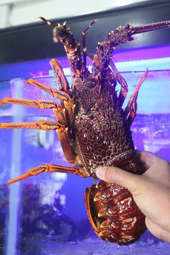 澳洲龙虾