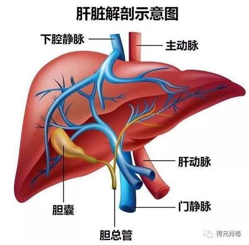 为什么肿瘤的转移灶都是重要器官?