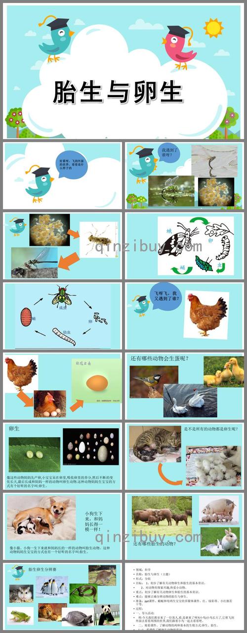 大班科学胎生与卵生ppt课件