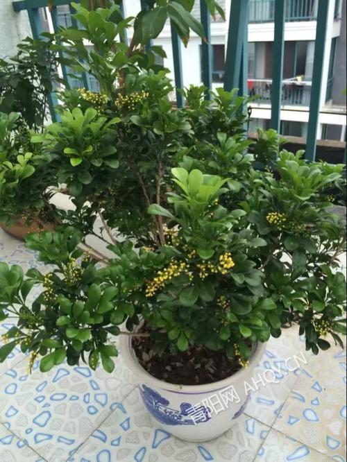 米兰一一一庭置一珠兰厅堂高雅阗四时观艳美满屋