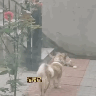 原创谁说肉包子打狗一去不回?这条狗狗超乎了我们想象:简直太暖了