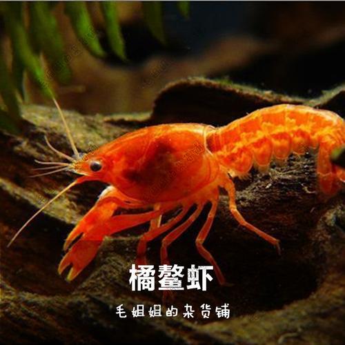 桔鳌虾橘螯虾菊鳌虾红鳌虾观赏虾宠物虾萌宠活体虾三