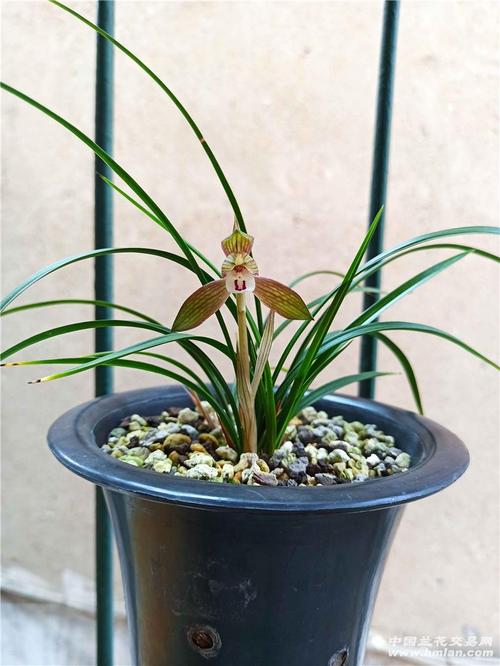 春兰~洛神复色水仙-春兰篇-中国兰花交易网社区