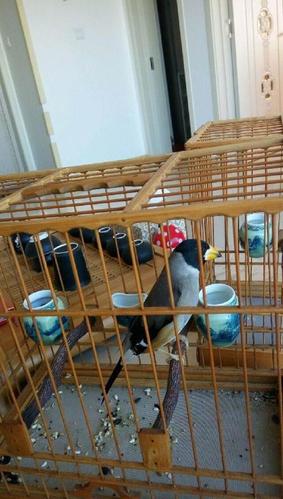 蜡嘴鸟本地笼一对