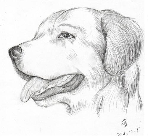 金毛狗的简笔画的