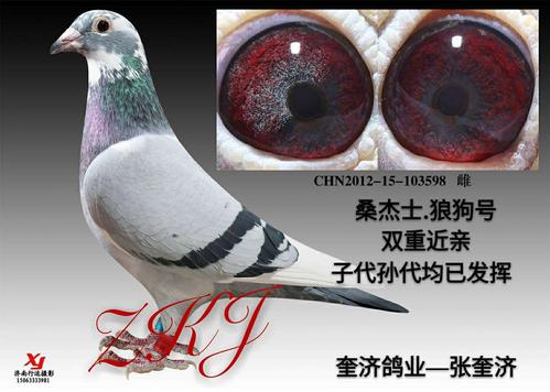 桑杰士狼狗号