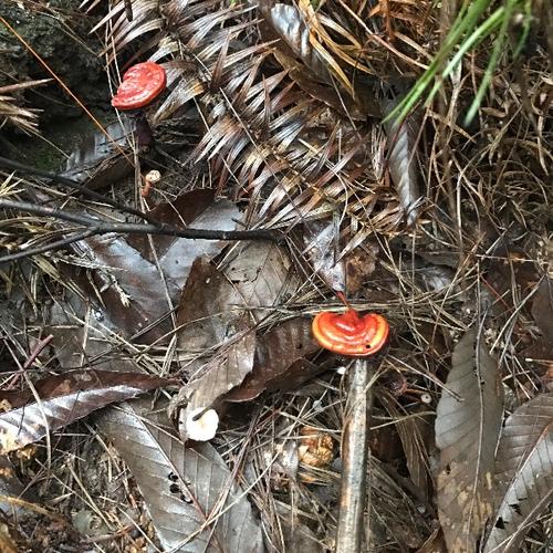 有认识这种菌类植物的么?究竟是不是灵芝?