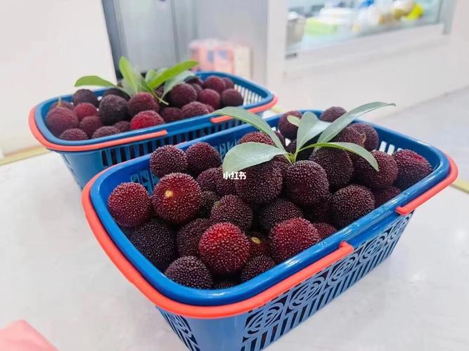 仙居东魁杨梅 图一今日实拍