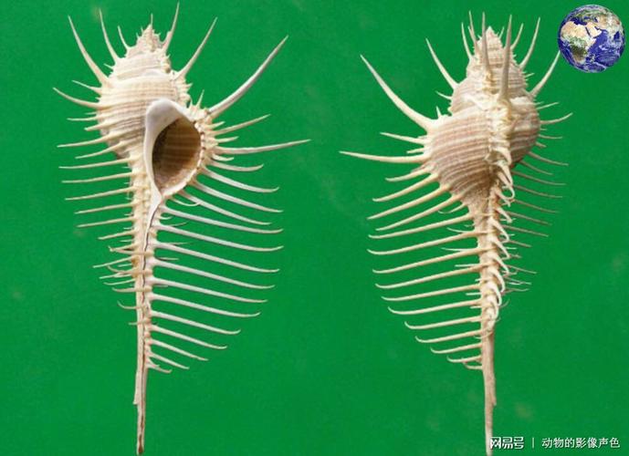 我国宝岛台湾有两种形状极其怪异的海螺,天生就是顶级