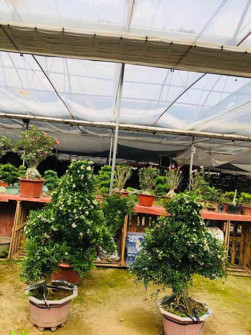 燕花源花卉市场-"周六闲着没事,和女儿出去逛街,挺长.