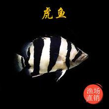虎鱼苗苏门答腊虎印尼虎鱼四纹包肚包脖苏虎鱼苗三纹四纹虎鱼批