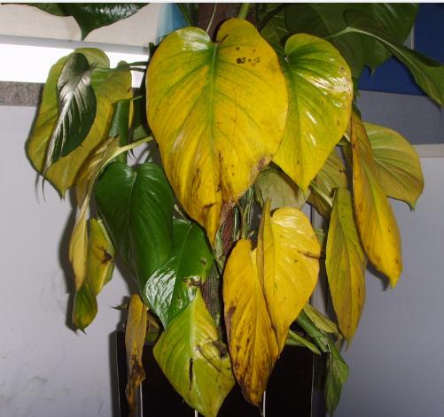 绿萝黄叶子该怎么办?—植物租赁,清丽园艺