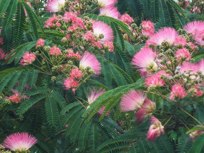 怀念铁中体育场的合欢树,合欢