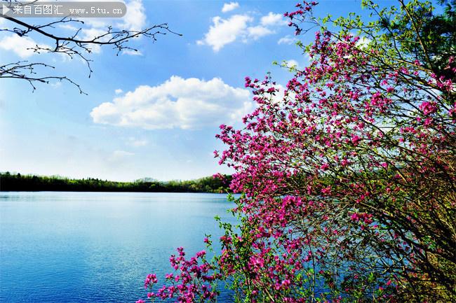 湖边杜鹃花风景图片