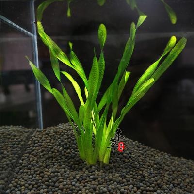 扭兰 中后景水草 水族箱造景 鱼缸造景 5支装