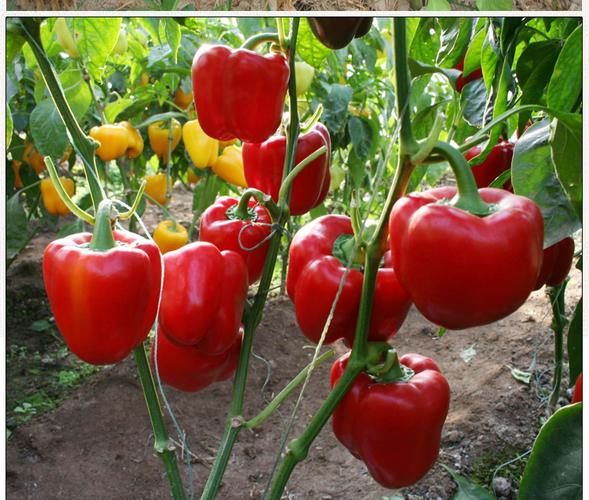 进口五彩甜椒辣椒种子 四季高产盆栽菜椒太空椒彩色辣椒蔬菜种子