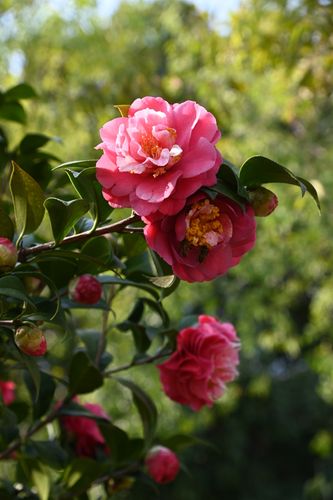 茶花——红粉佳人之美