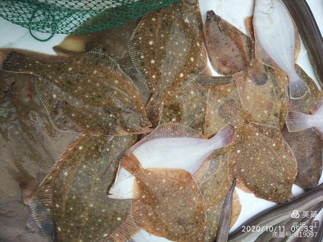 这种鱼,青岛人叫"沙板",类似于鼓眼鱼,炸了吃不错.