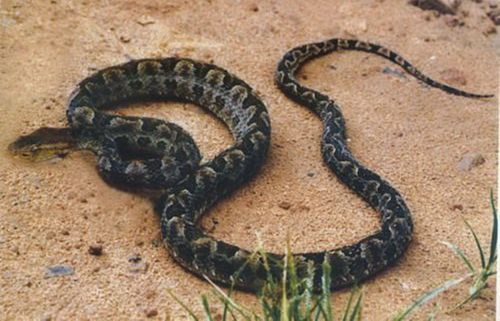 为蝰科原矛头蝮属的爬行动物,俗名烙铁头,笋壳班等,老鼠蛇和恶乌子等