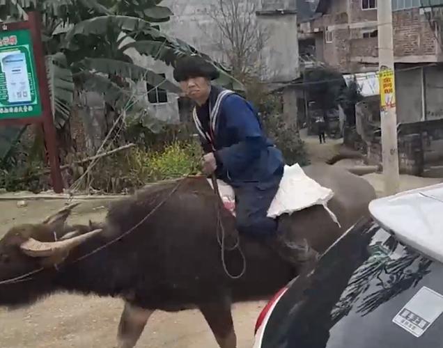 广西一大爷骑牛去做核酸检测看懵众人网友直呼兰博基牛