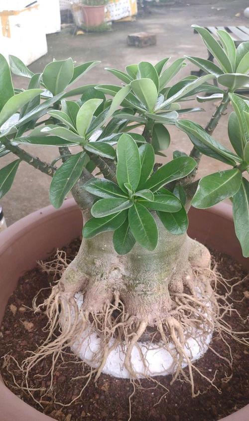 沙漠玫瑰八方根盆景是怎么做?学会八爪根造型教程,根系似龙爪