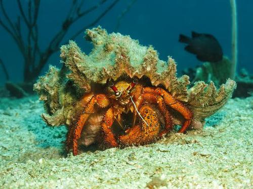 寄居蟹裸奔多久会死,一旦裸奔是很危险的,看看这些方法是否适合