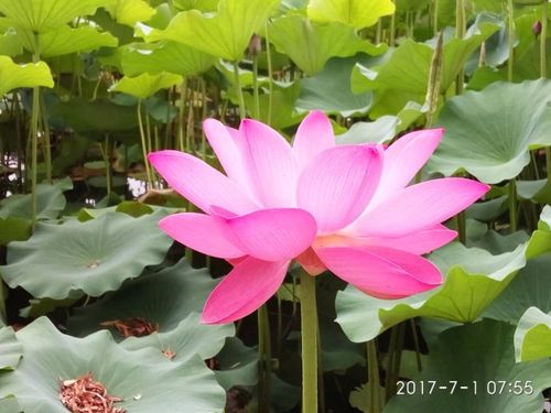 闲暇随笔——11.荷花的秘密